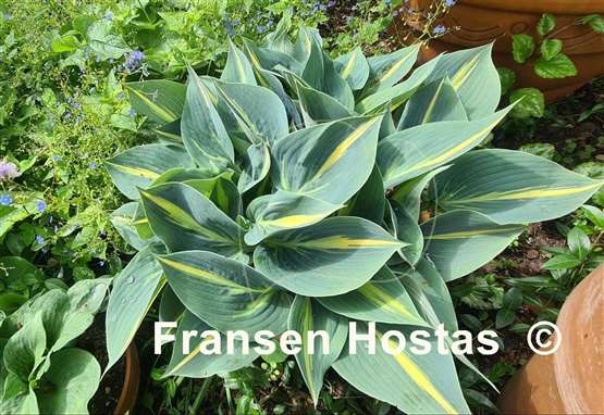 Hosta Party Popper